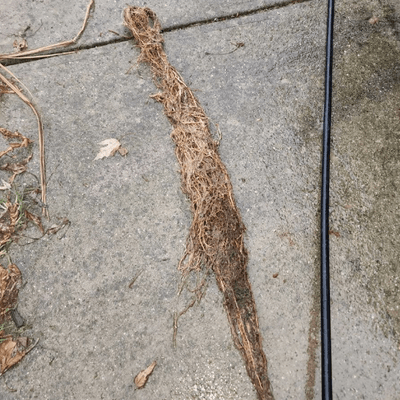 Tree root drain damage Sunshine