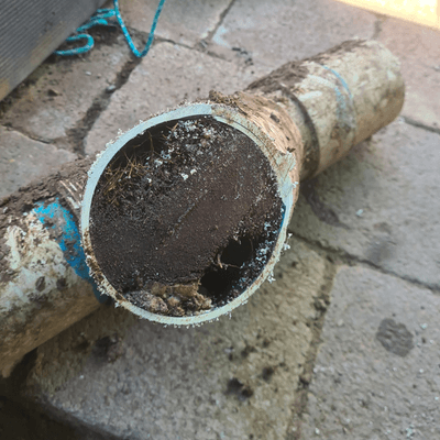 Tree root blocking a drain pipe in Werribee